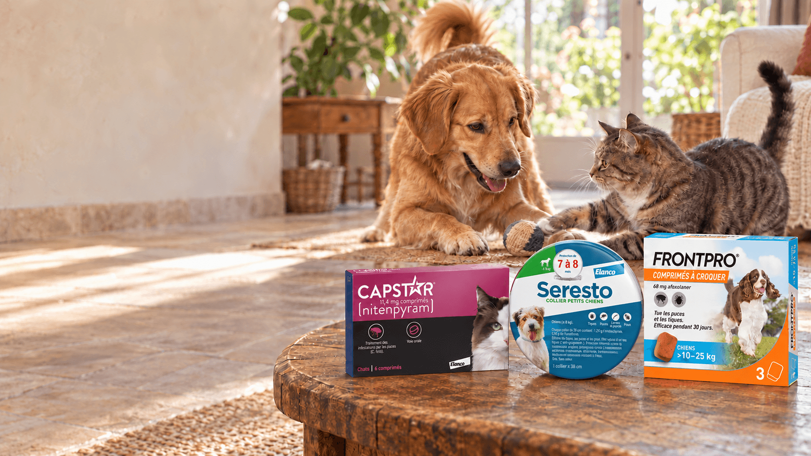 Un chien et un chat qui jouent dans un salon ensoleillé, à côté de leurs antiparasitaires